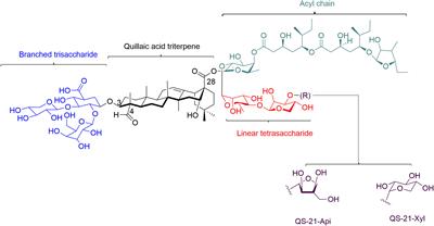 Frontiers Potentials of saponins based adjuvants for nasal vaccines